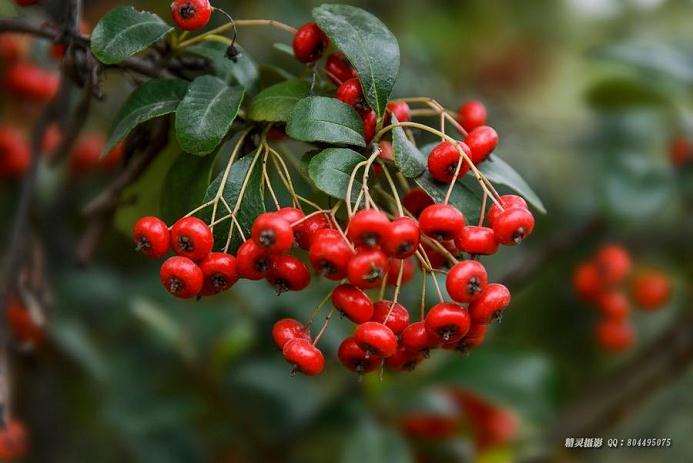 火棘盆景感觉枝条很硬