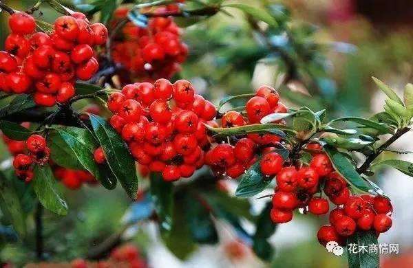 火棘盆景感觉枝条很硬