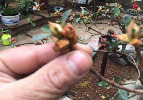 映山红盆景花芽分化期是什么时候