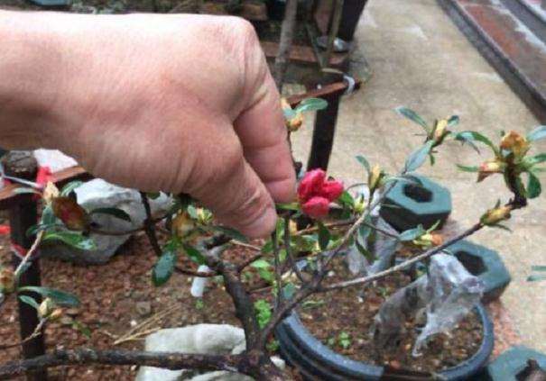 映山红盆景是先开花 还是先长叶