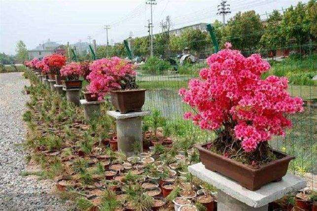 为什么映山红盆景不开花