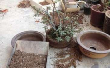 为什么映山红下山桩不适合北方地栽