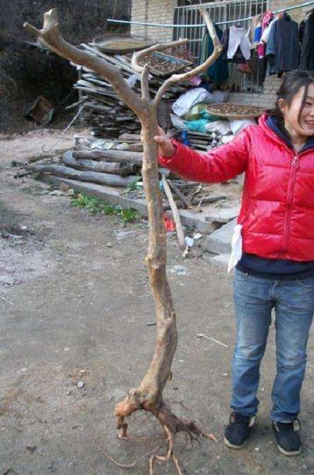 北方不适合种植映山红下山桩