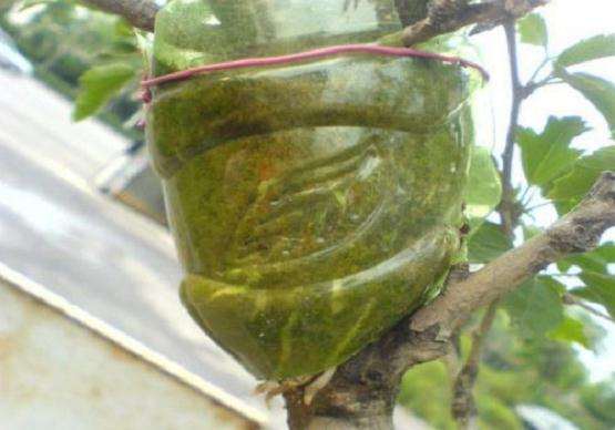 映山红盆景怎么高压繁殖的方法