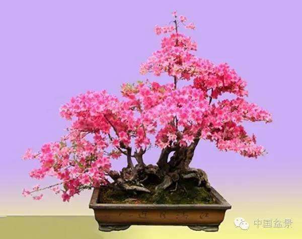 映山红盆景什么时候翻盆最好