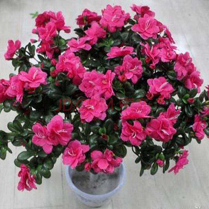 映山红盆景什么时候翻盆最好