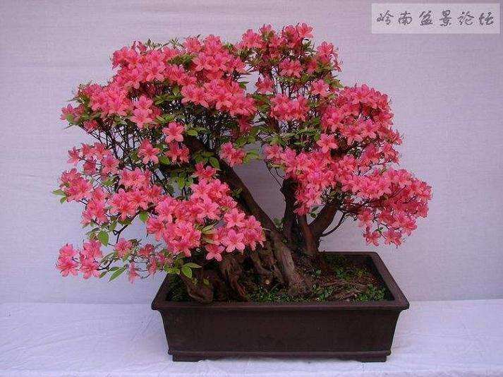 北方养活映山红盆景