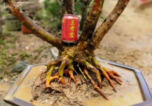 映山红下山桩怎么浇水