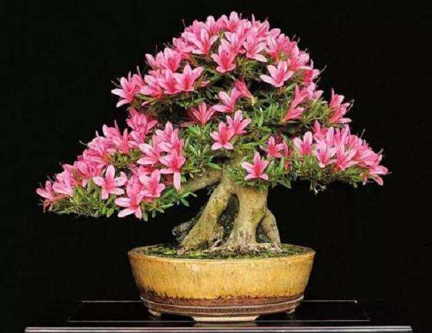 映山红盆景用什么土壤最好