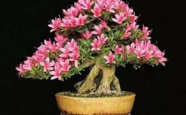 映山红盆景用什么土壤最好