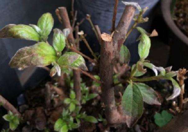 映山红盆景叶片出现干枯