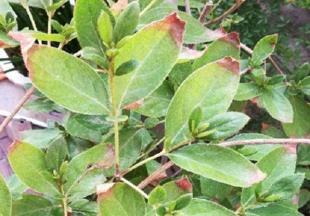 映山红盆景叶尖枯竭是什么原因