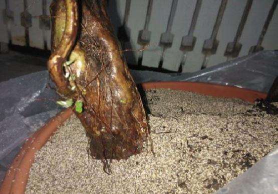 映山红下山桩移栽后怎么生根