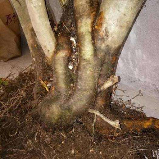 映山红下山桩移栽后怎么生根