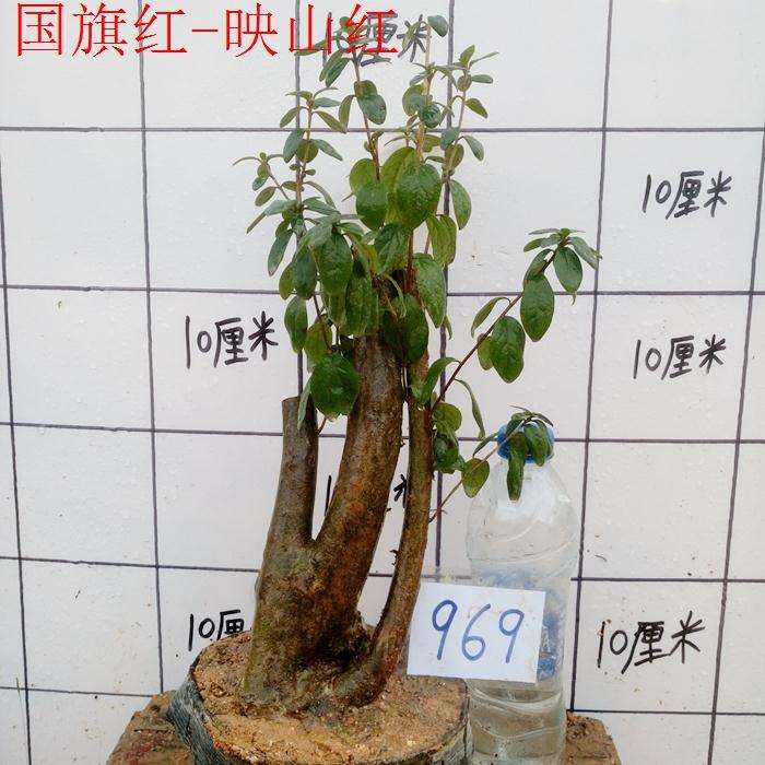 春季映山红下山桩熟桩不发芽