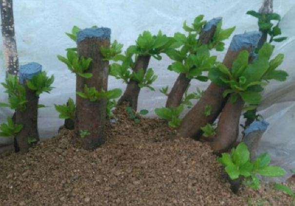 映山红下山桩上盆后多久能发芽