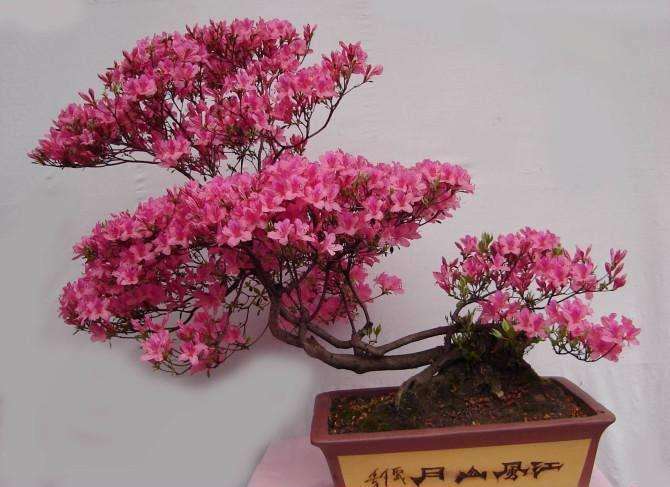 映山红盆景发芽后怎么管理