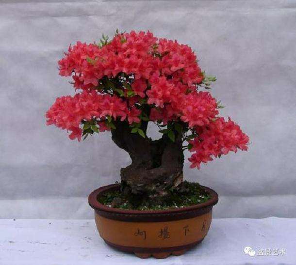 映山红盆景发芽后怎么管理