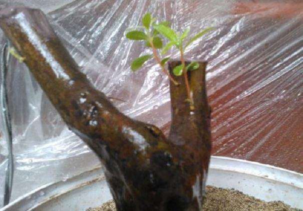 映山红下山桩发芽后如何保湿