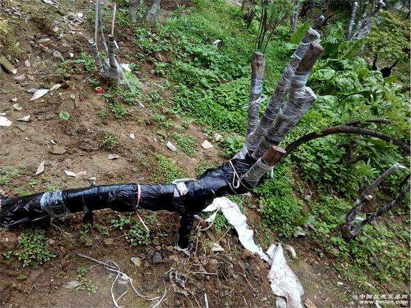 映山红下山桩发芽后如何保湿