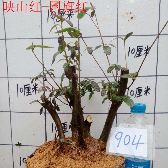 映山红下山桩上盆后怎么浇水