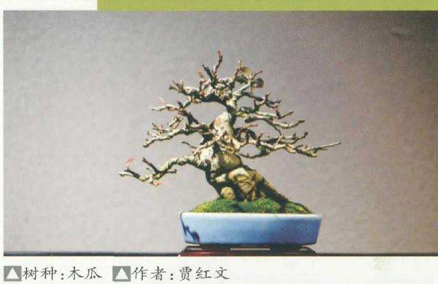 2019西安丝路大唐盆景展