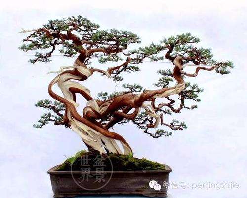 对疫后的盆景市场发展持什么样的看法