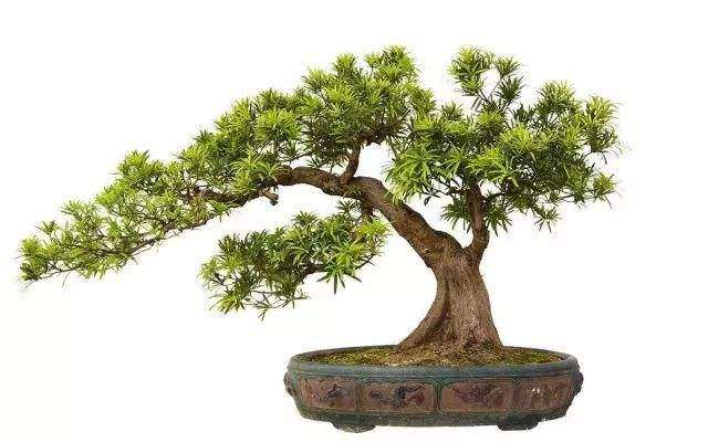 疫情过后 盆景企业该如何自救