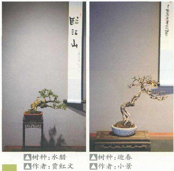 盆景企业在疫情影响下 损失了什么