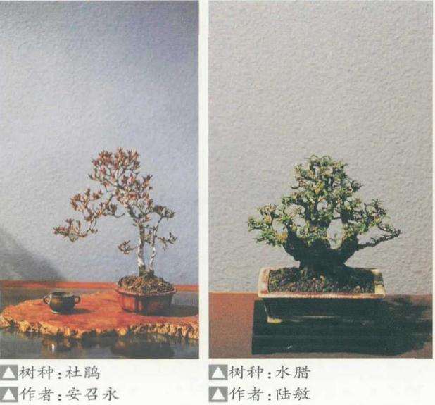 疫情对河南盆景企业有什么影响