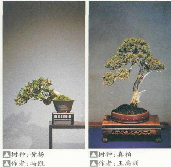 在疫情影响下 安徽盆景损失了什么