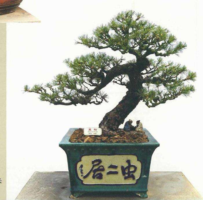 2020年第十届中国盆景展览