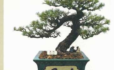 2020年第十届中国盆景展览有望如期举办