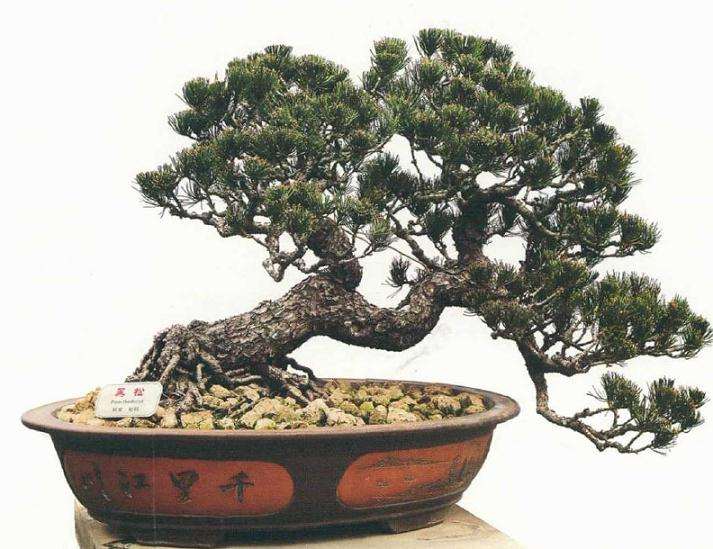 盆景乐园网盆景创作实战班取消