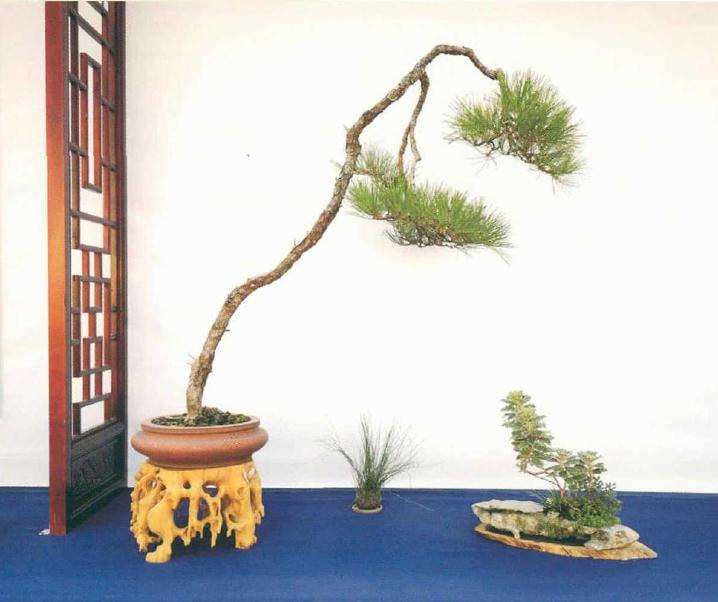 云南省第九届盆景展因疫情延期