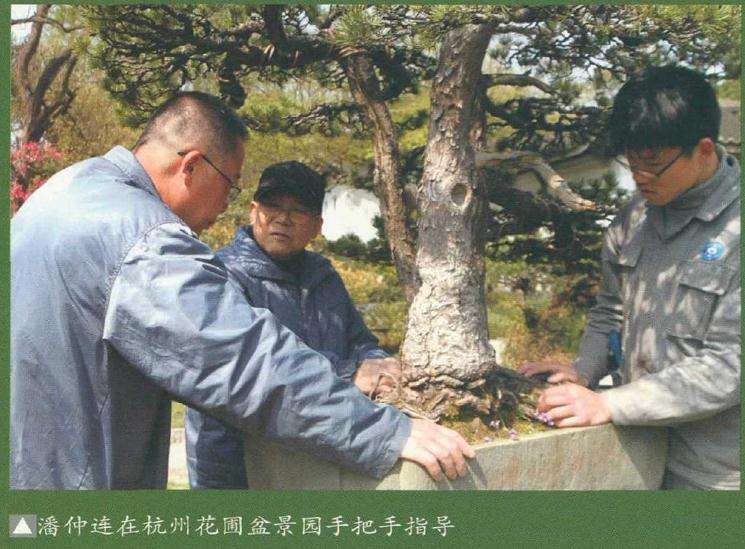 盆景档案怎么开发利用存在3个问题