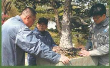 盆景档案怎么开发利用存在3个问题