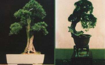 盆景档案未能得到开发利用有哪3个原因