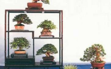 盆景档案开发利用的3点思考