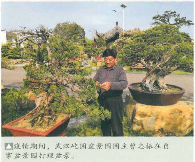 疫情下的武汉盆景人