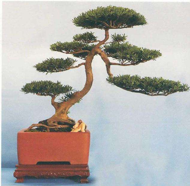 湄潭县盆景制作技艺交流会