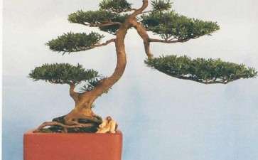 2020 湄潭县盆景制作技艺交流会