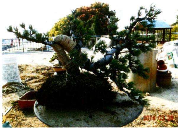 图解 大阪松盆景怎么制作的方法