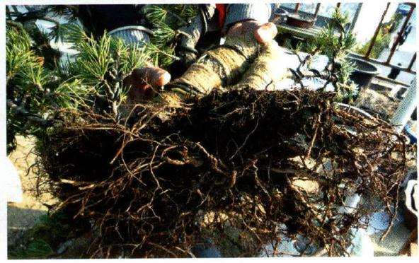 图解 大阪松盆景怎么制作的方法