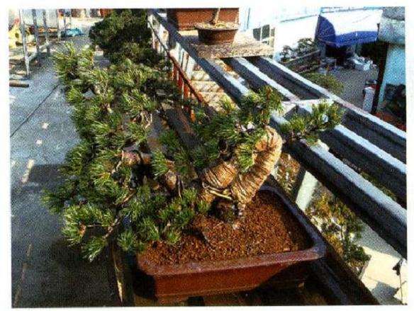 图解 大阪松盆景怎么制作的方法