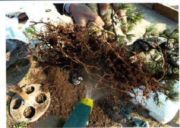 图解 大阪松盆景怎么制作的方法