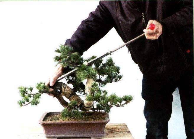 图解 大阪松盆景怎么制作的方法