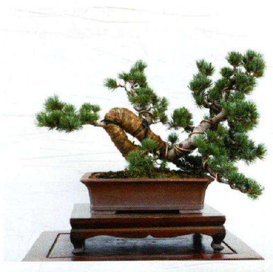 图解 大阪松盆景怎么制作的方法