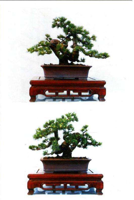 图解 大阪松盆景怎么制作的方法