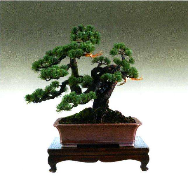 图解 大阪松盆景怎么制作的方法